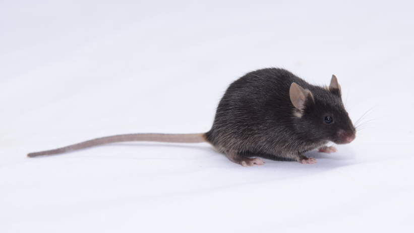 B6-Tg(PrP-hApp/hPS1) Mice（APP/PS1 Mice）